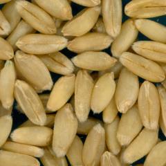 Click for 2 image(s) for this accession. KERNELS