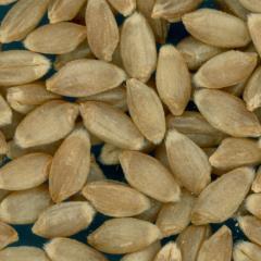 KERNELS