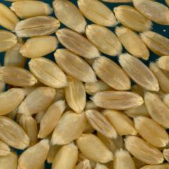 KERNELS