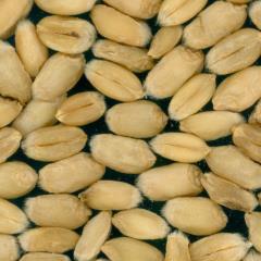 Kernels