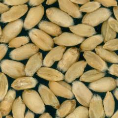 Kernels