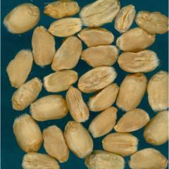Kernels
