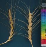 Click for 3 image(s) for this accession. SPIKE