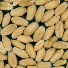 Kernels