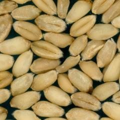 Kernels