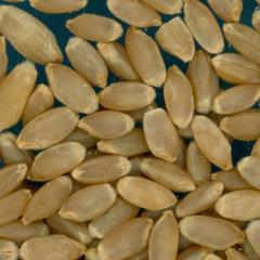 KERNELS