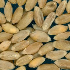 KERNELS