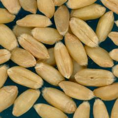 KERNELS