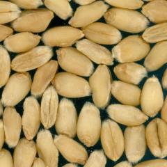 Kernels