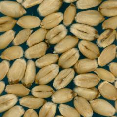 Kernels