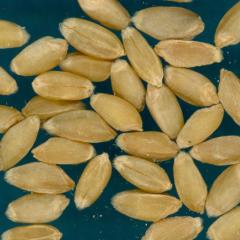 KERNELS