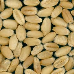 Kernels