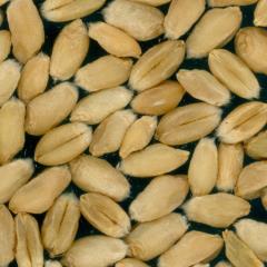 Kernels