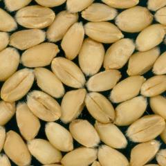 Kernels