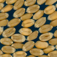 Click for 2 image(s) for this accession. KERNELS