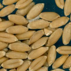 KERNELS