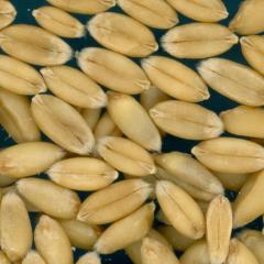 Click for 2 image(s) for this accession. KERNELS