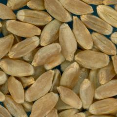 KERNELS