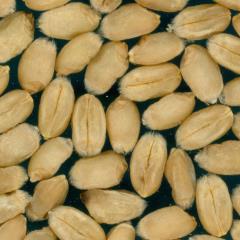 Kernels