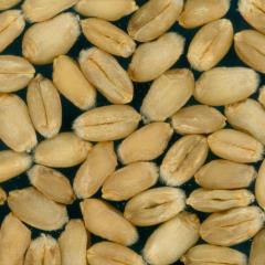 Kernels