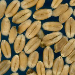 KERNELS
