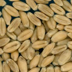 KERNELS