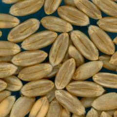 KERNELS