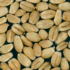 Kernels