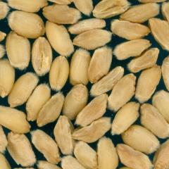 Kernels