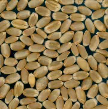 Click for 2 image(s) for this accession.