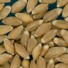 Click for 2 image(s) for this accession. KERNELS