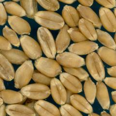 KERNELS