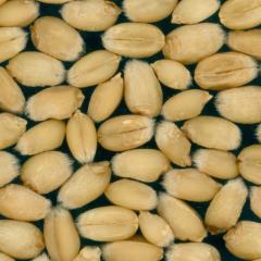Kernels