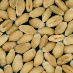 Kernels