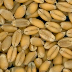 Click for 2 image(s) for this accession. KERNELS