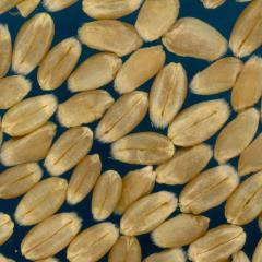 KERNELS