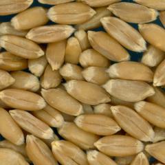 KERNELS