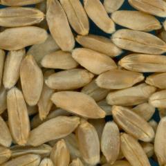 KERNELS