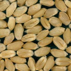 Kernels