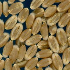 KERNELS