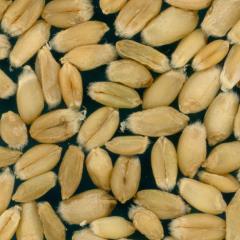 Kernels
