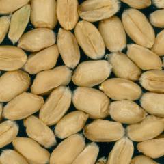 Kernels