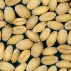 Kernels