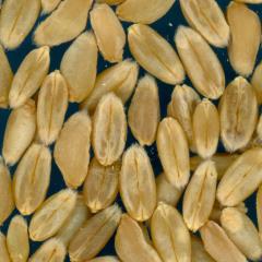 KERNELS