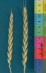 column SPIKE