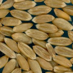 KERNELS