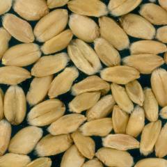 Kernels