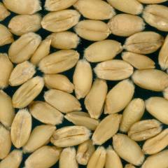 Kernels