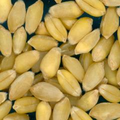 KERNELS