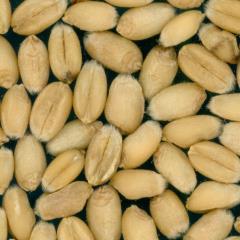 Kernels